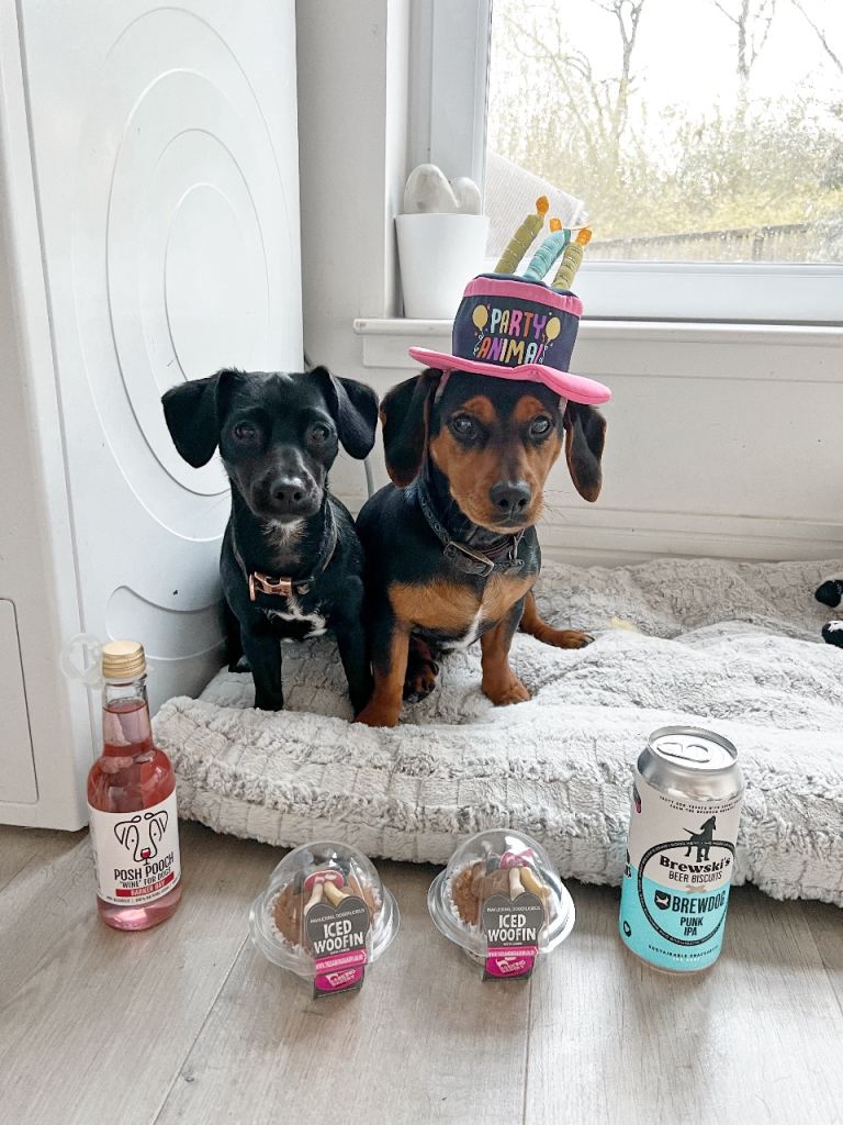 Two 3yr old cocker jacks 