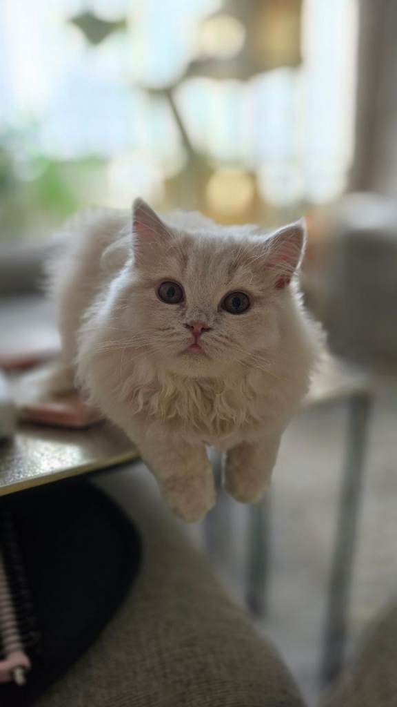British longhair