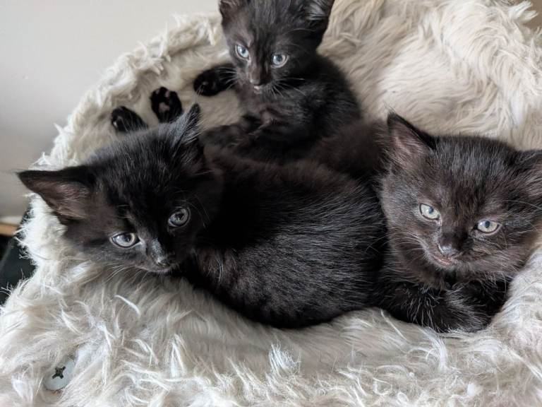 Kittens