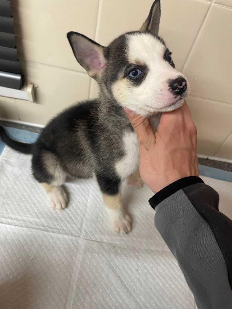 Husky puppies