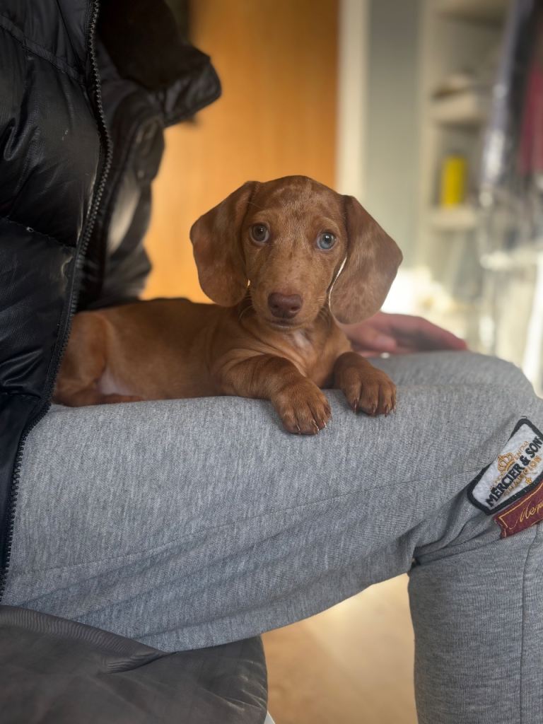 Miniature Dachshund Puppy