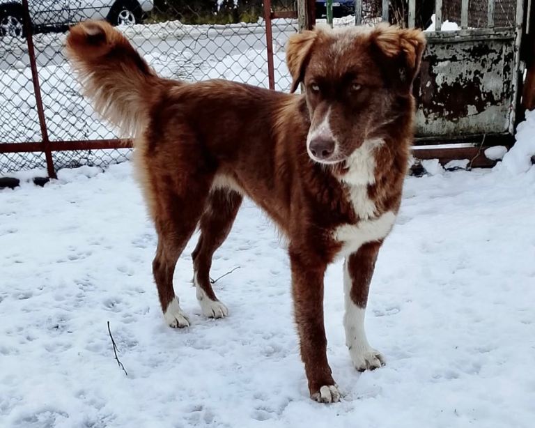 Australian Shepherd looking for a new home.