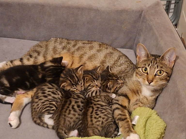 Bengal tabby