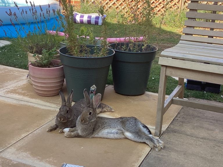 Rabbit