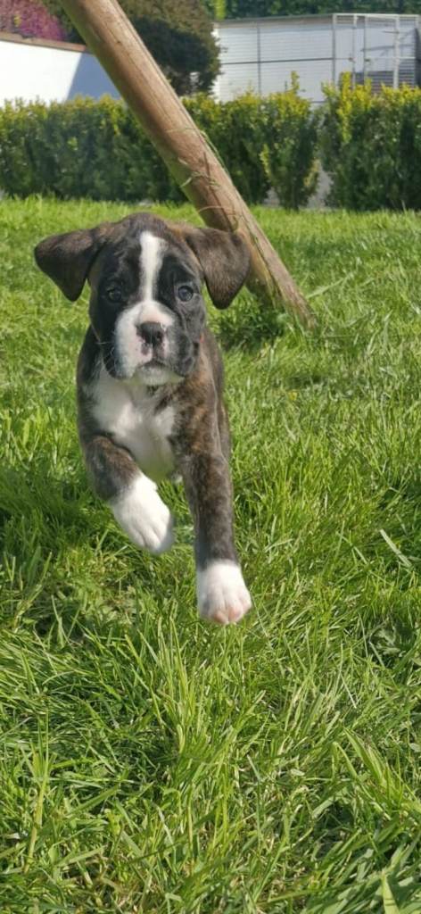 Pedigree Boxers