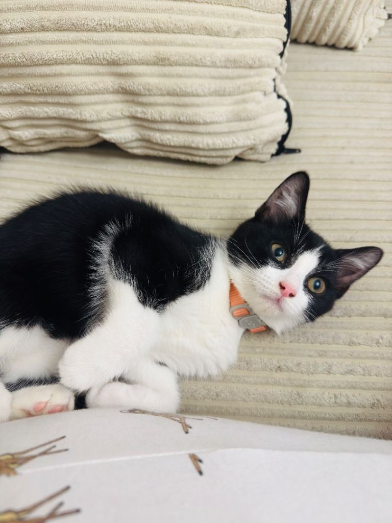 Female kitten 