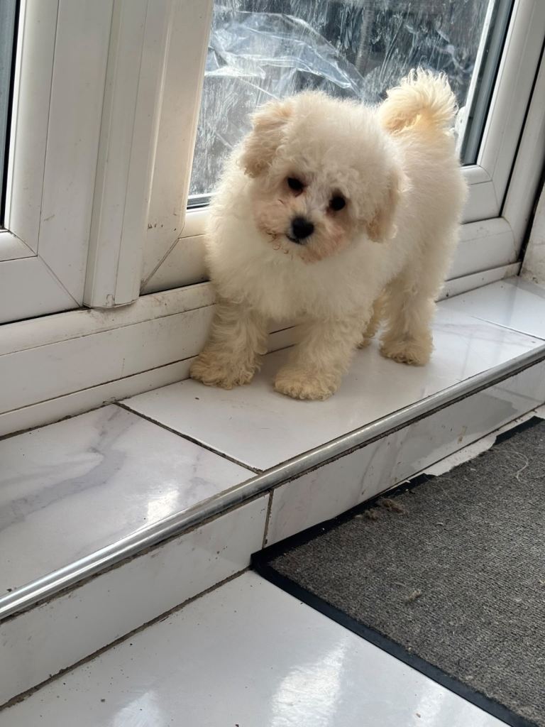 Last Girl- maltipoo puppies 