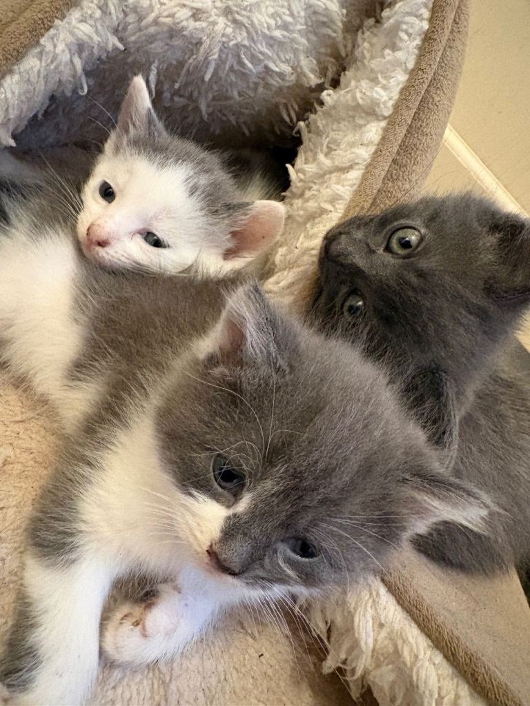 Lovely kittens 