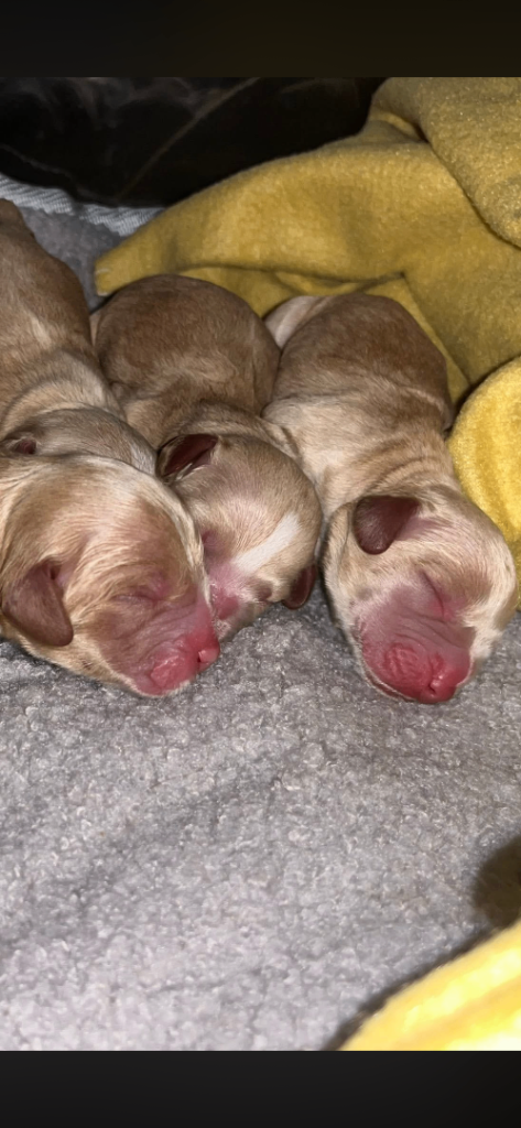 Beautiful KC Blonde and Golden Cocker Spaniel Pups