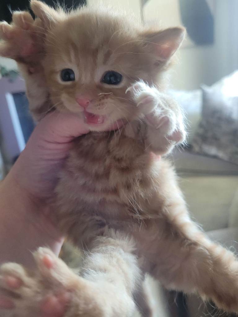 3 kittens for sale 