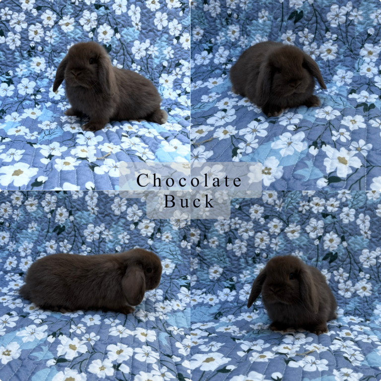Baby Mini Lops Ready 01/05