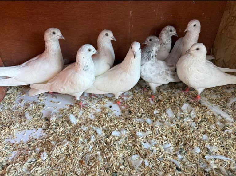 Malwai pigeons for sale 
