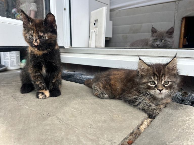 Half Maine coon kittens all females 