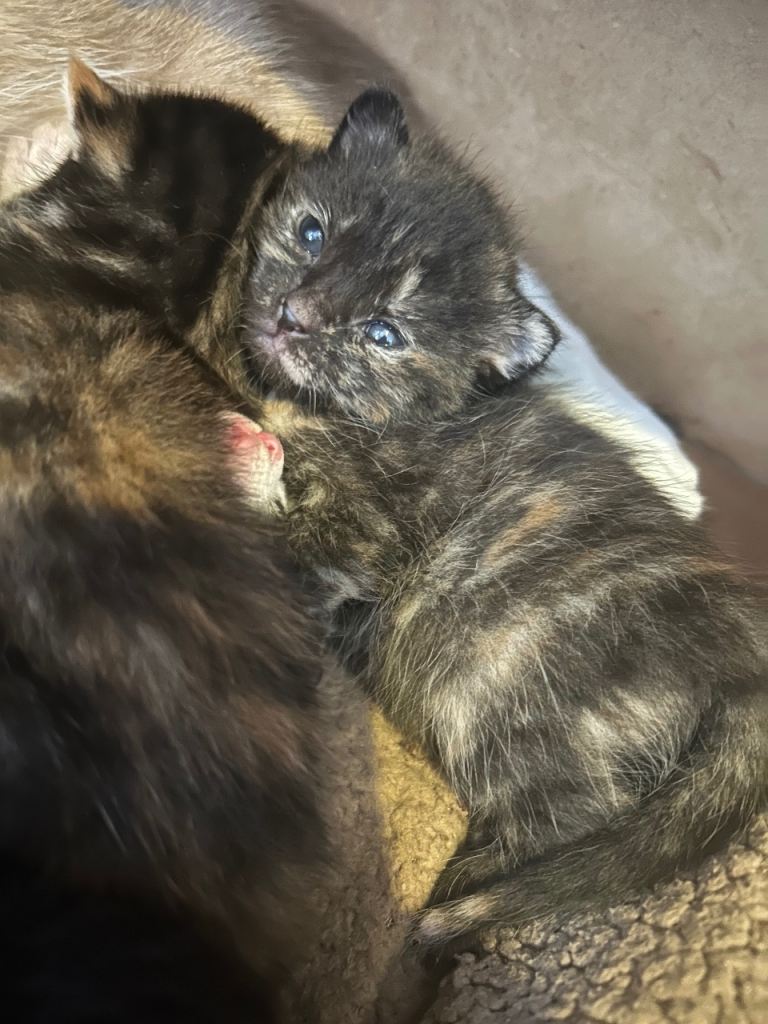 5 Gorgeous Kittens 