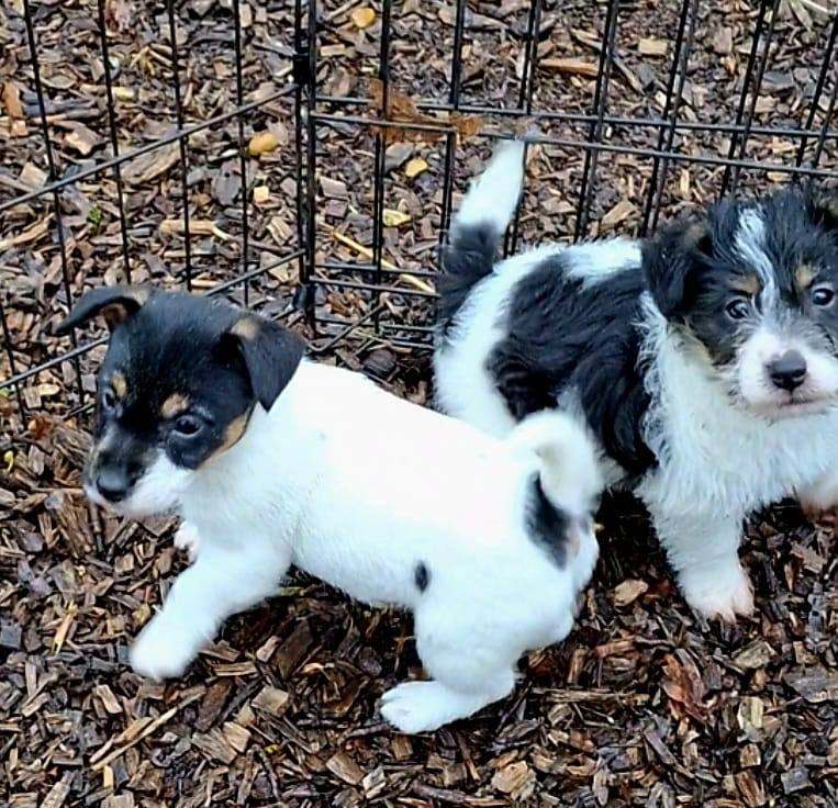 Traditional rough coated Jack Russell puppies