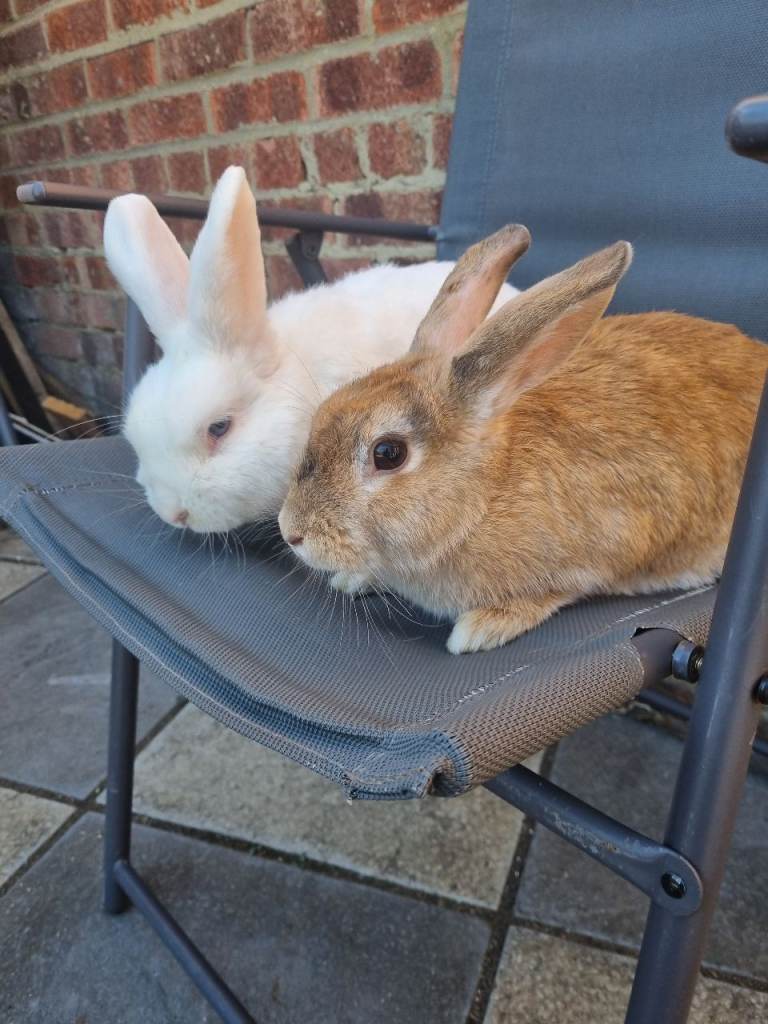 Pair of rabbits
