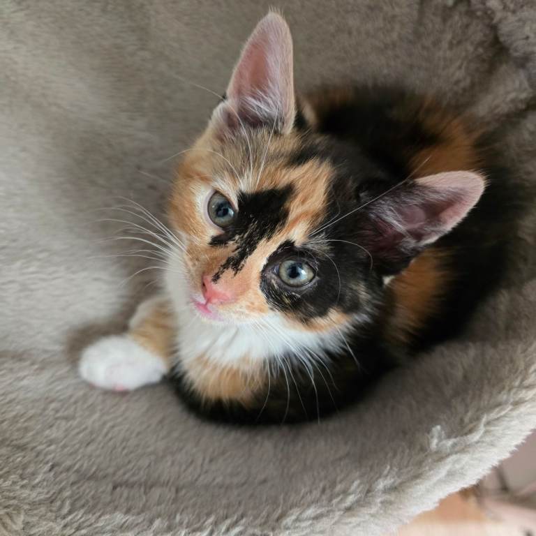 2 Beautiful Cute Friendly Kittens for Sale