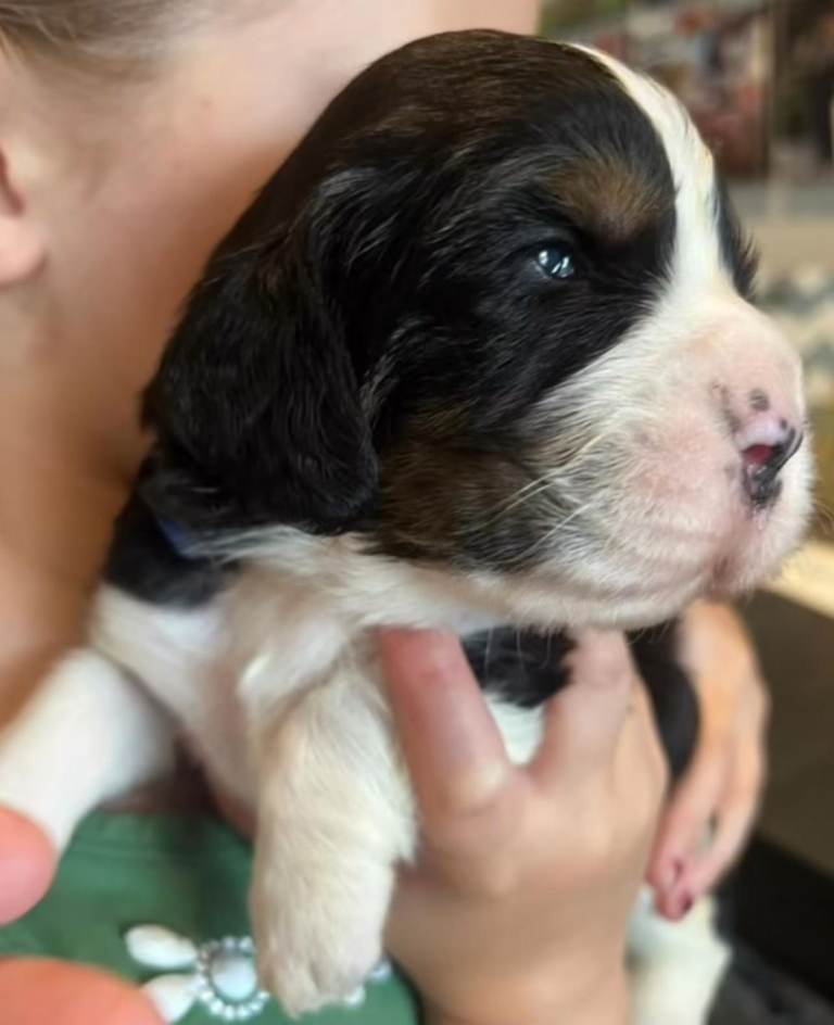 Springer spaniel puppies 
