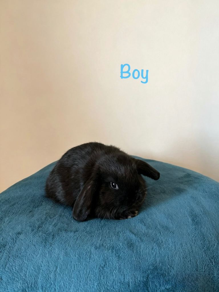 Baby Mini Lops (Ready from 01/09)