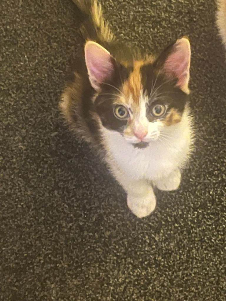 Adorable kittens