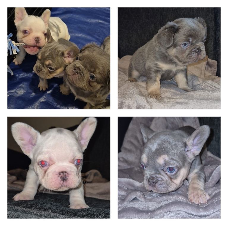 Husky fluffy frenchies 