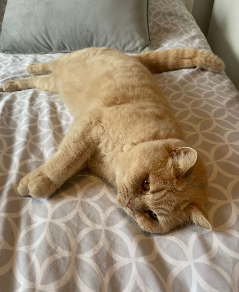British Shorthair Cat