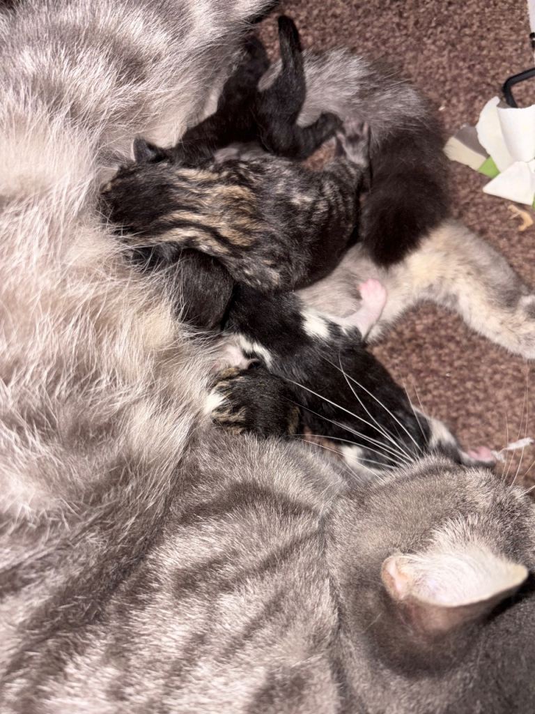 2 female kittens ready for their forever homes