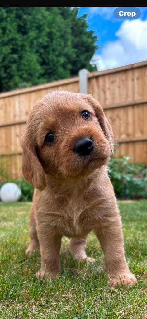 Beagle/Red Fox Lab x Red Fox Lab puppies