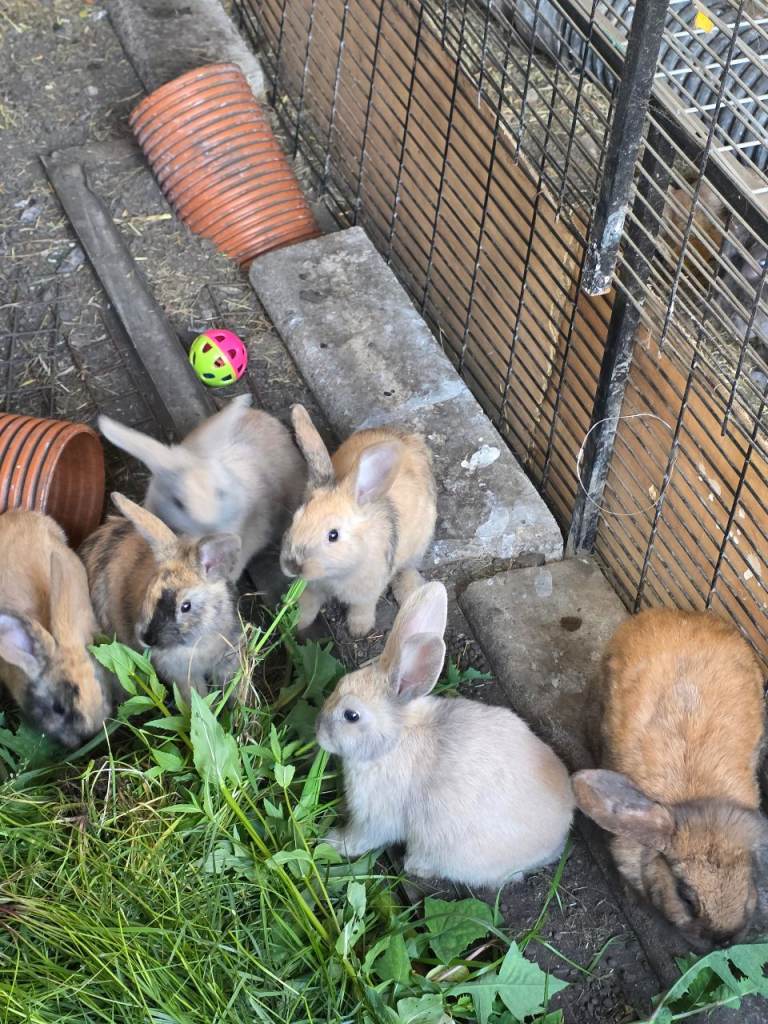  rabbits 