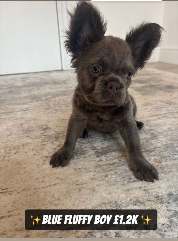 Fluffy Frenchies for Sale