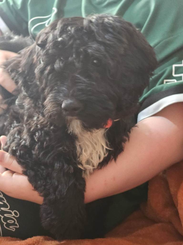 F1 cockapoo 