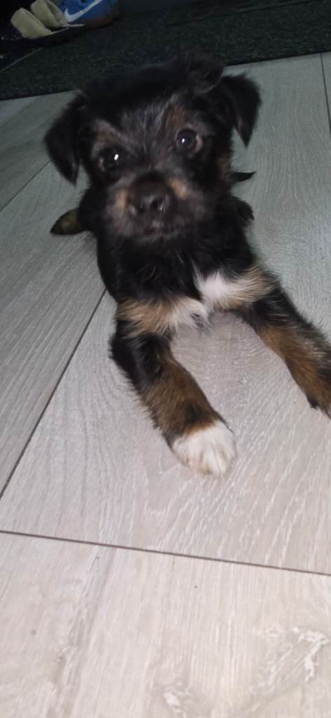 Yorkshire terier x jack rusell 