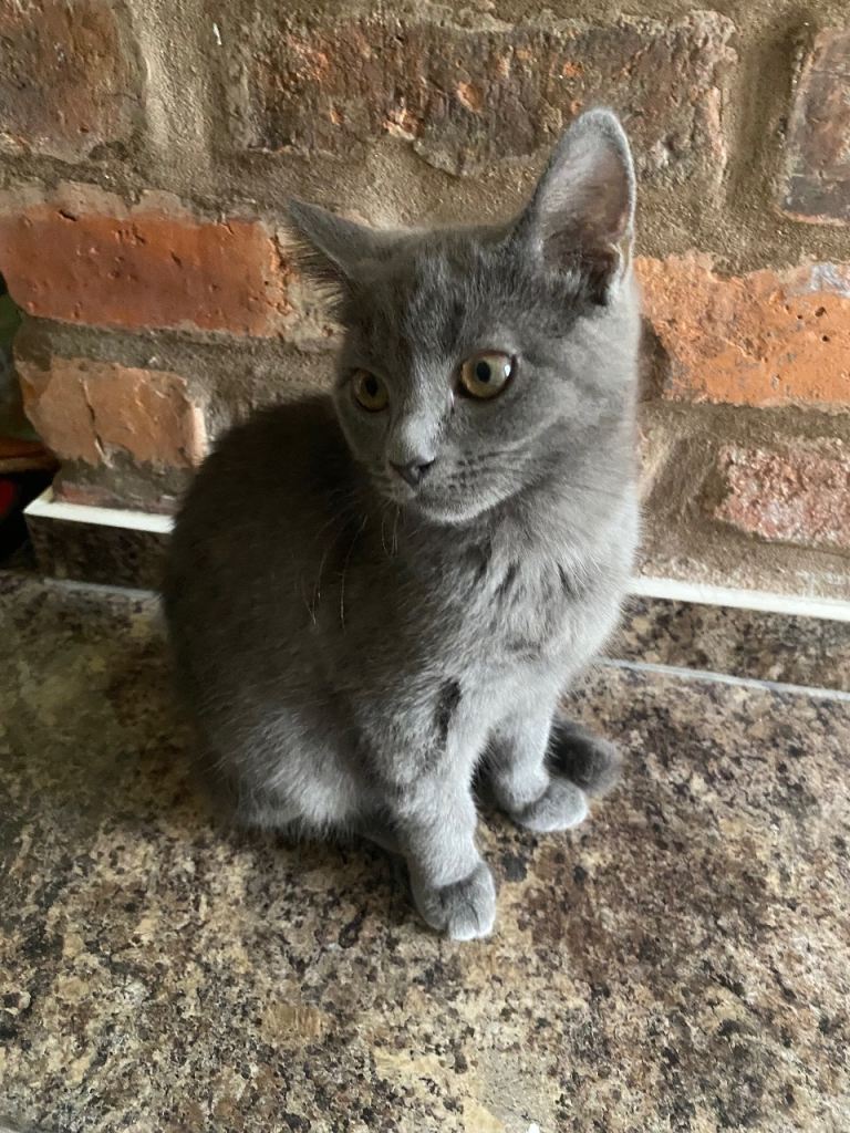 Adorable Grey British Shorthair Kitten REDUCED FROM £550
