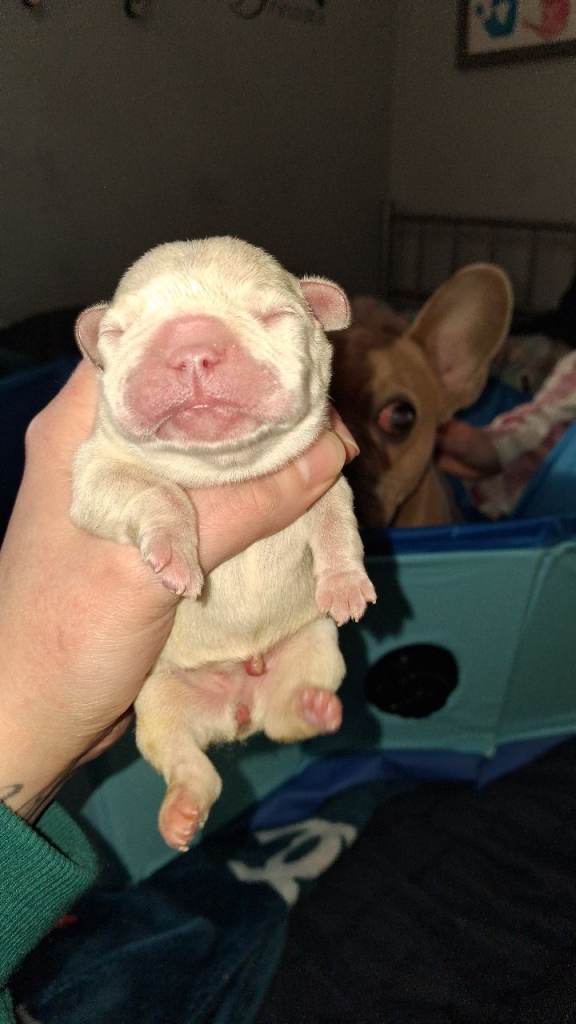 Frenchie babys