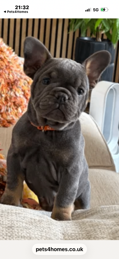 1 stunning MALE LEFT French British bulldog mix 
