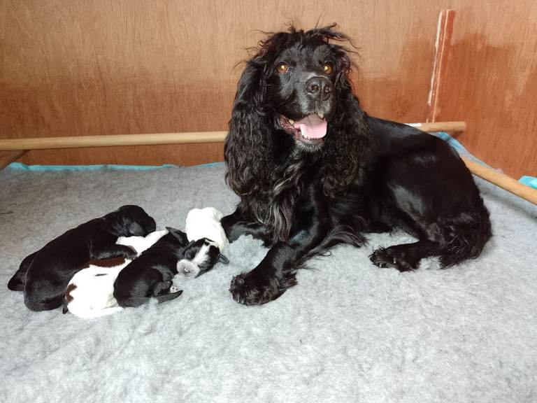 Cocker Spaniel Puppies 
