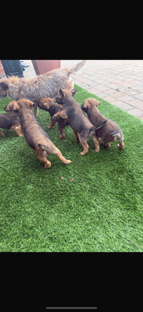 Border terrier puppies 