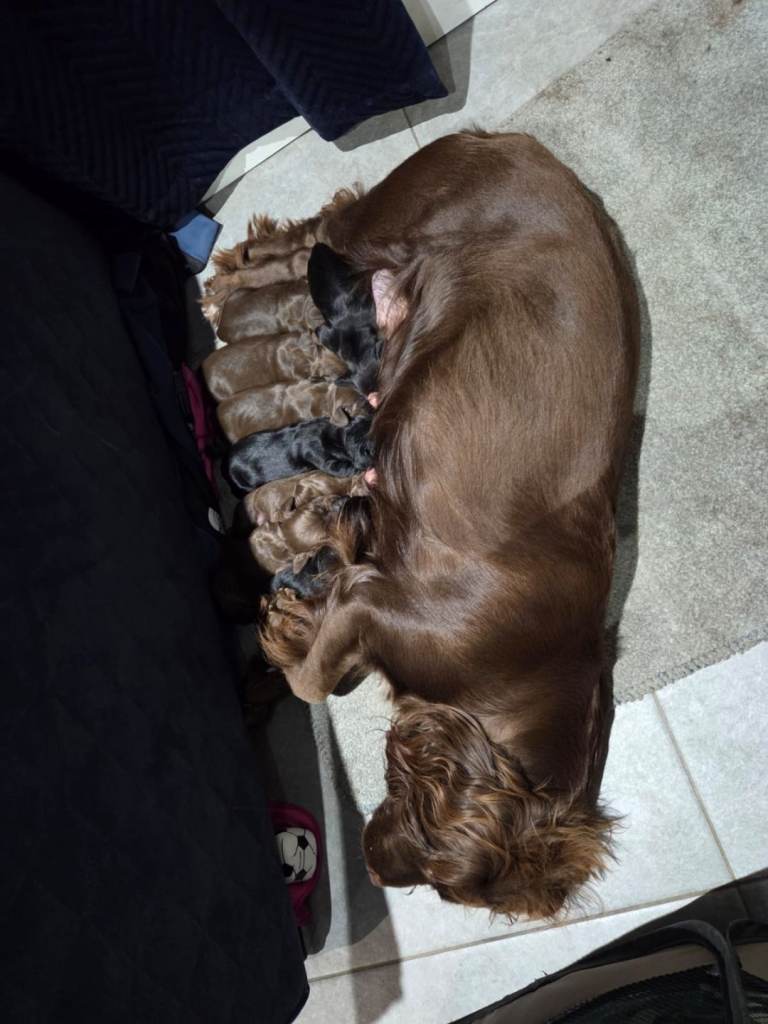 Sprocker pups