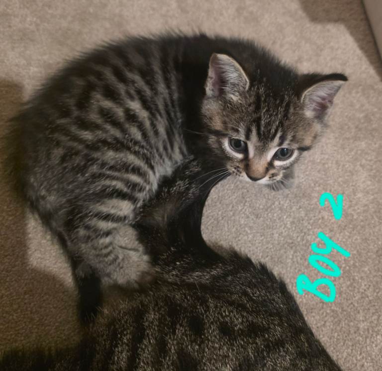 Beautiful Tubby Boy Kitten