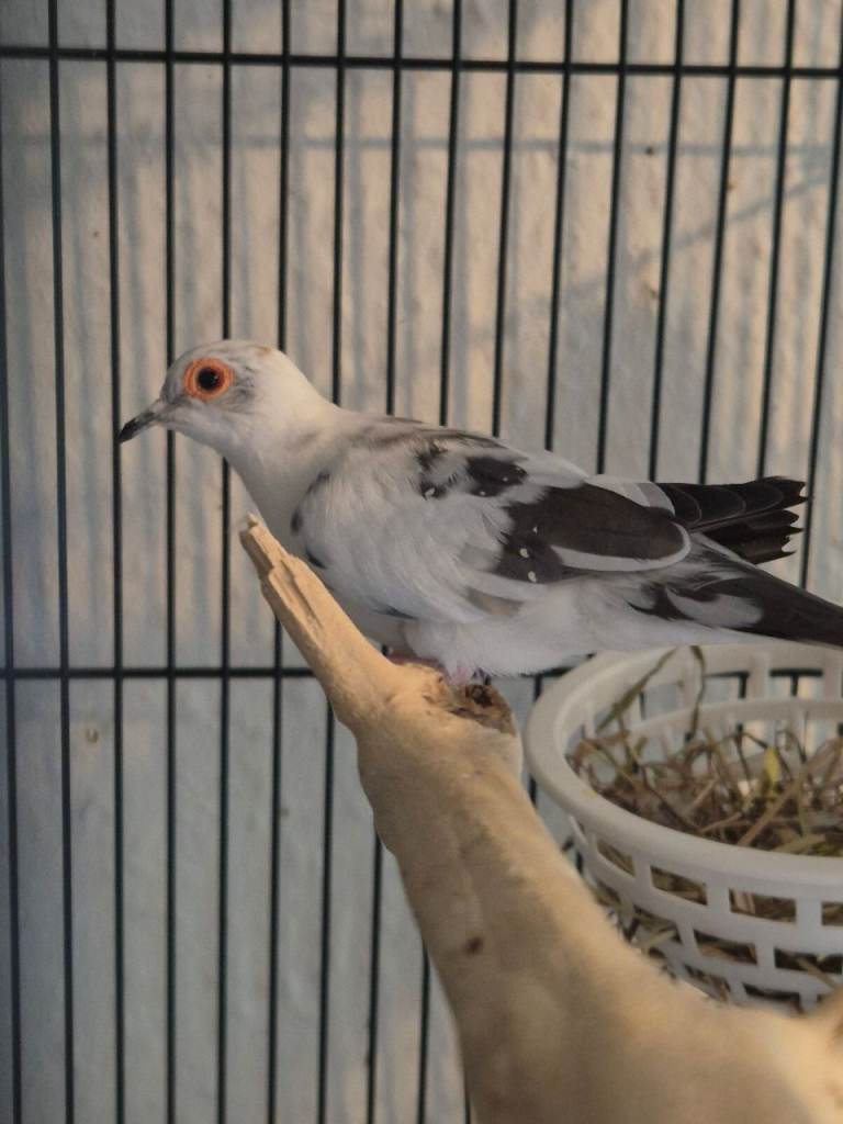 Two Pairs of Pied Daimond Doves 