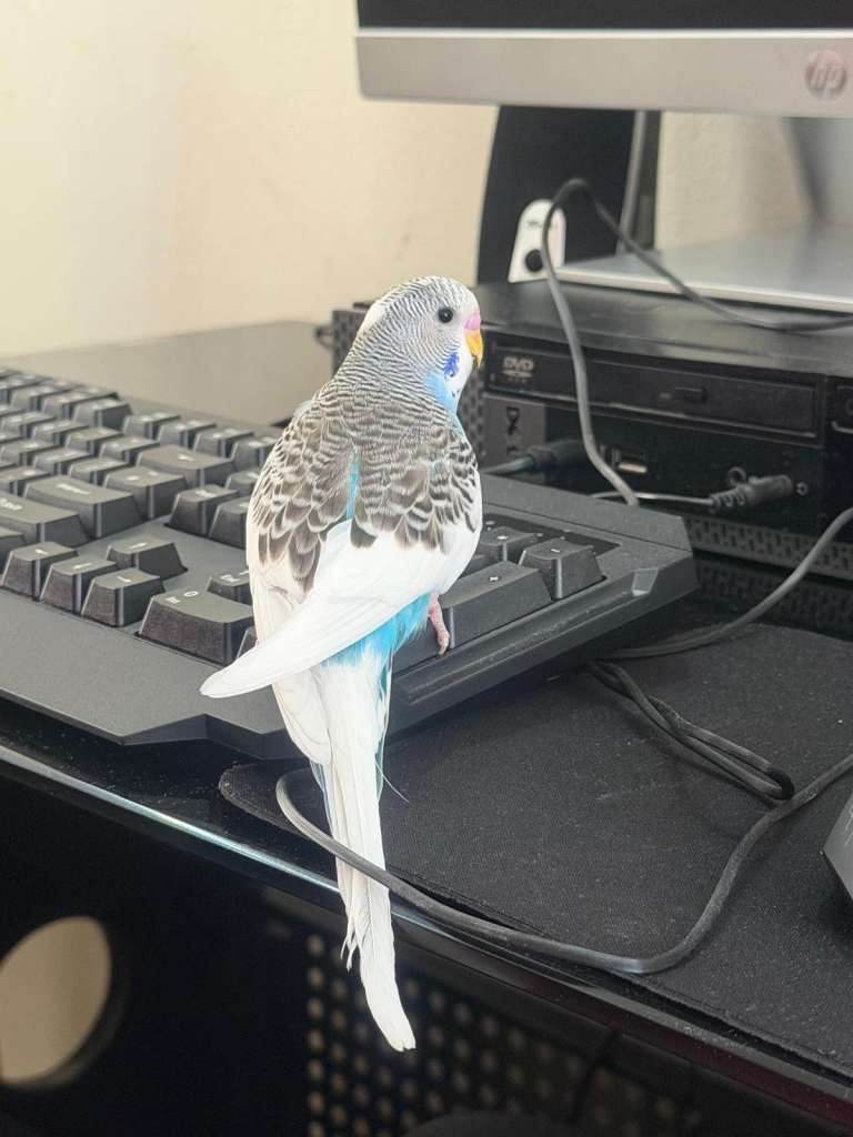 Lovely and playful Budgies for sale