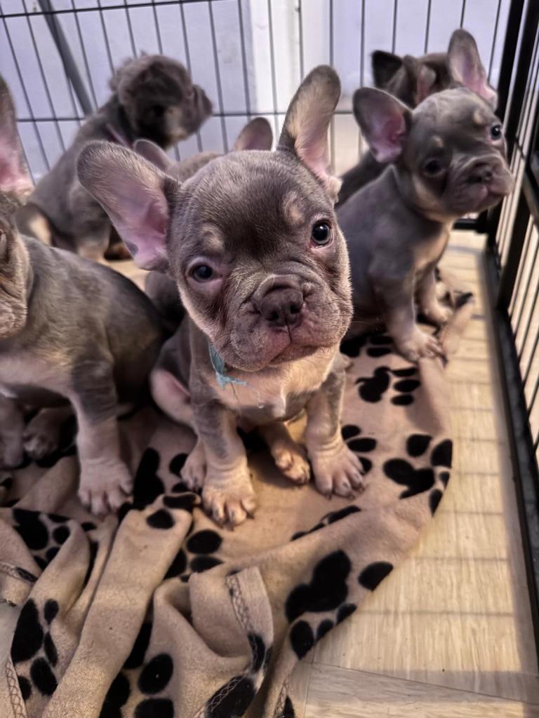 French bulldog