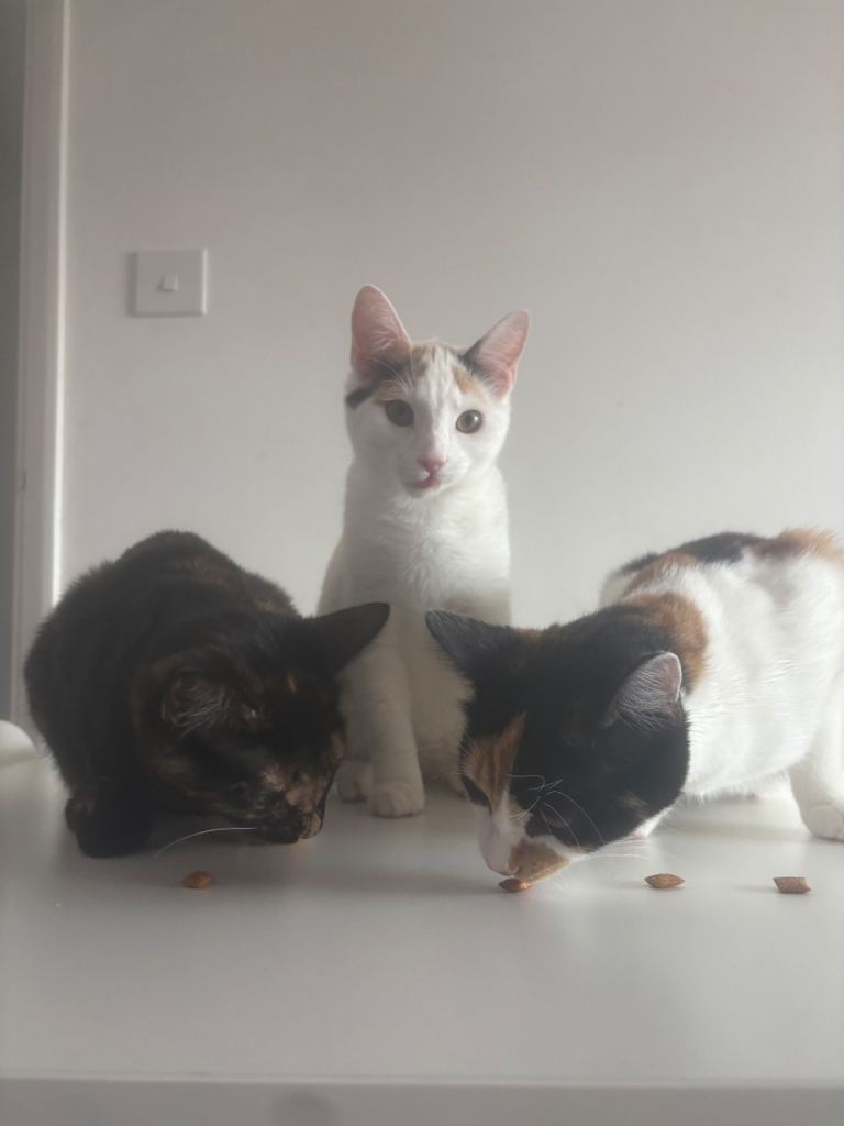 Kittens ready for new homes. 