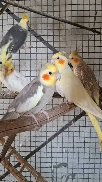 Cockatiels