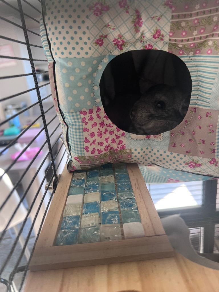 2 male chinchillas 3 months old. 