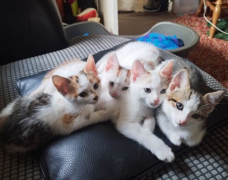 Cute Kittens available!