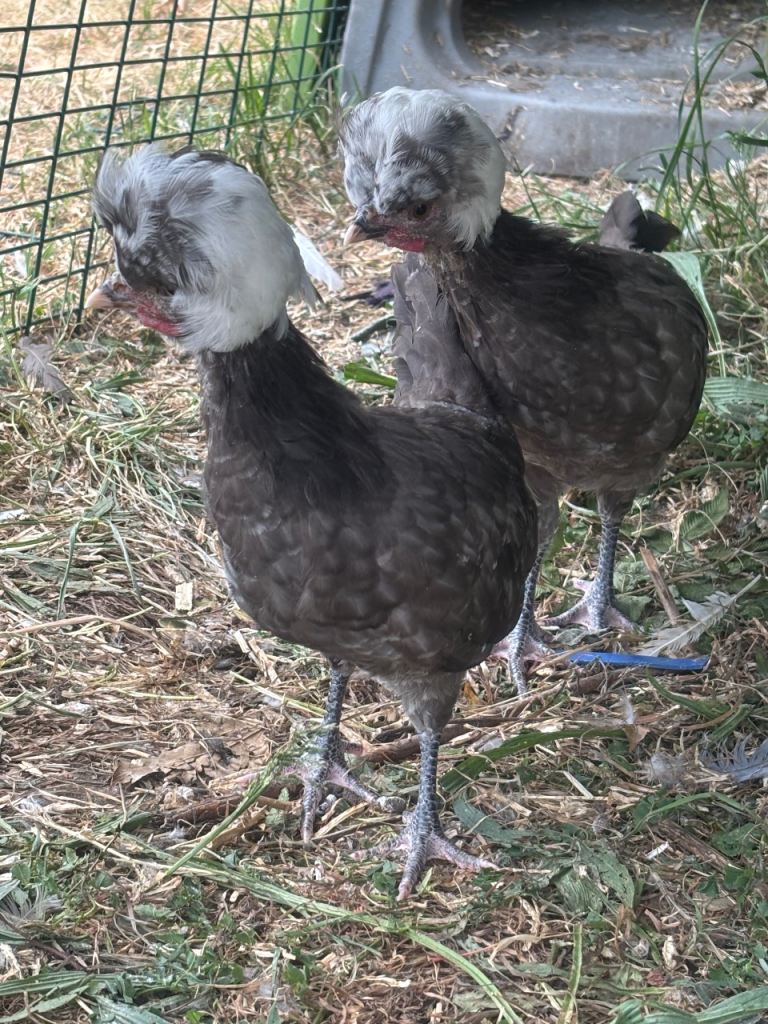 Polish chicken bantam 