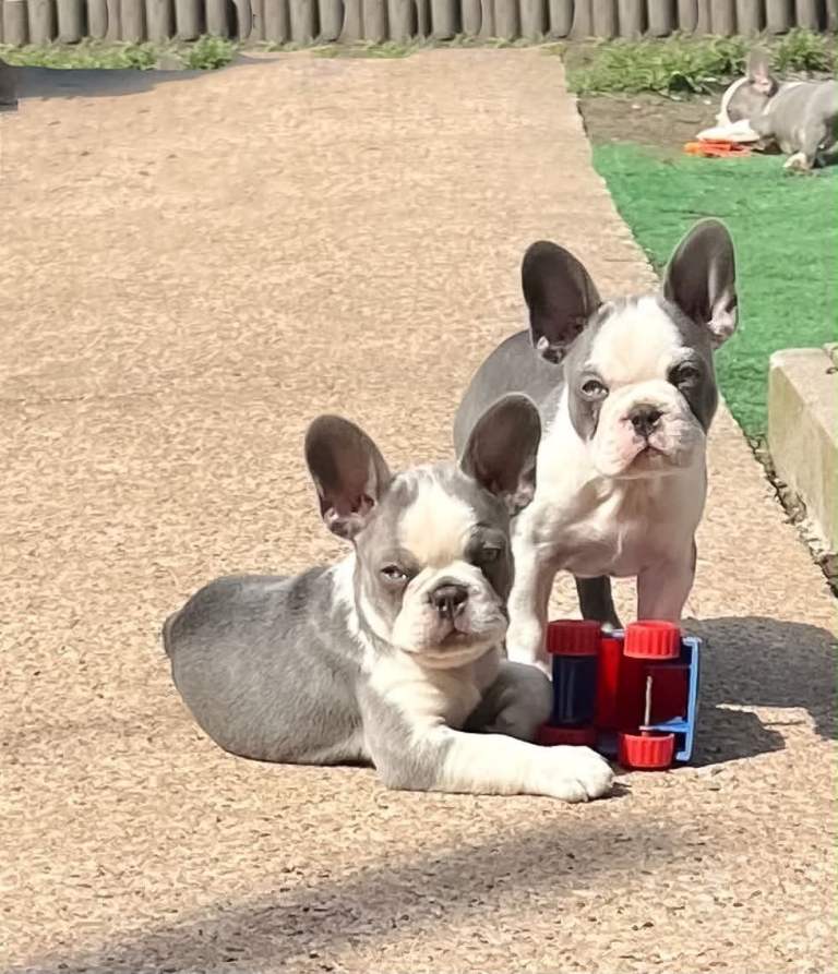 KC ADORABLE  FLUFFY CARRIERS FRANCIES