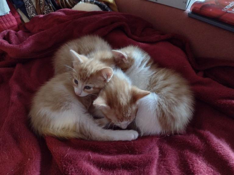 Three kittens available now