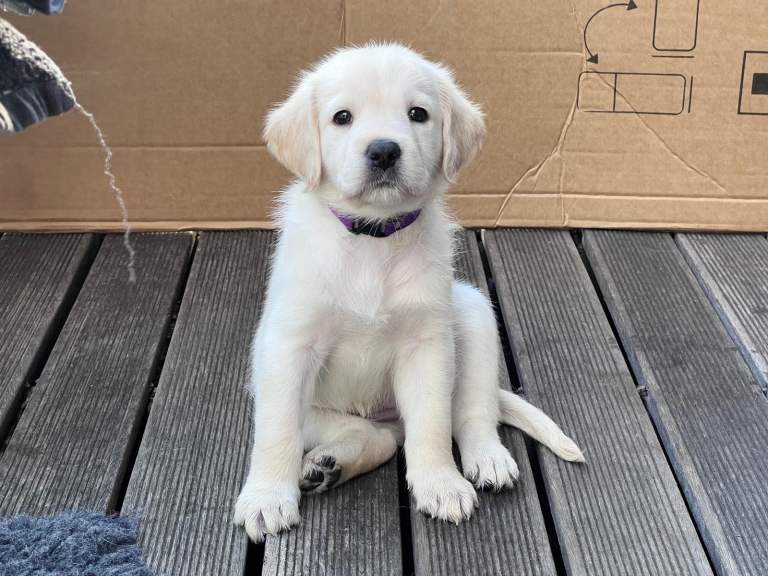 Happy and healthy labradoodle puppies